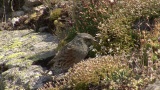 Video of Alpine Accentor - Alpine Accentor finding insects in the top of the mountain.